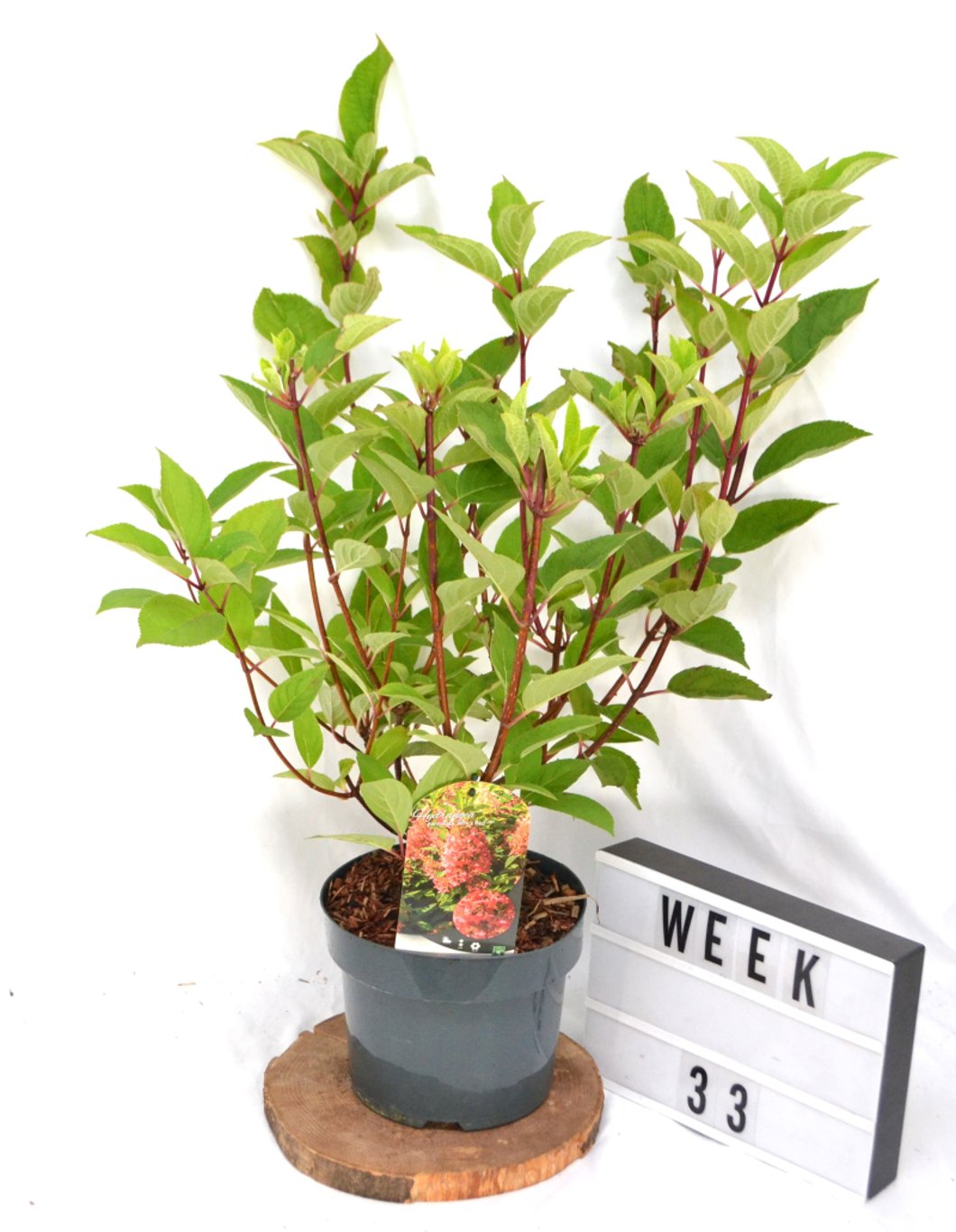 Hydrangea pan. 'Wim's Red' - C5 40-50 CM